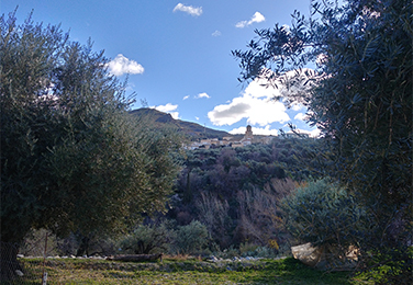 Sendero Olivos Centenarios de Alcolea